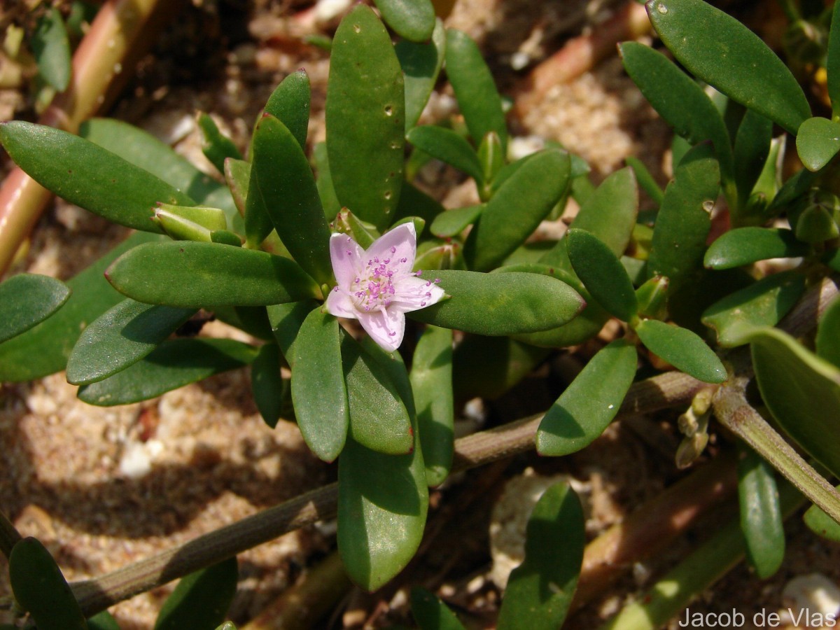 Sesuvium portulacastrum (L.) L.